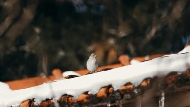 small icicle prunes pack