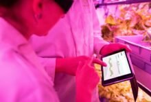 growth through digital tools